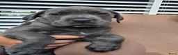 Cane Corso dogs for sale: Cane Corso puppies - Advert 16