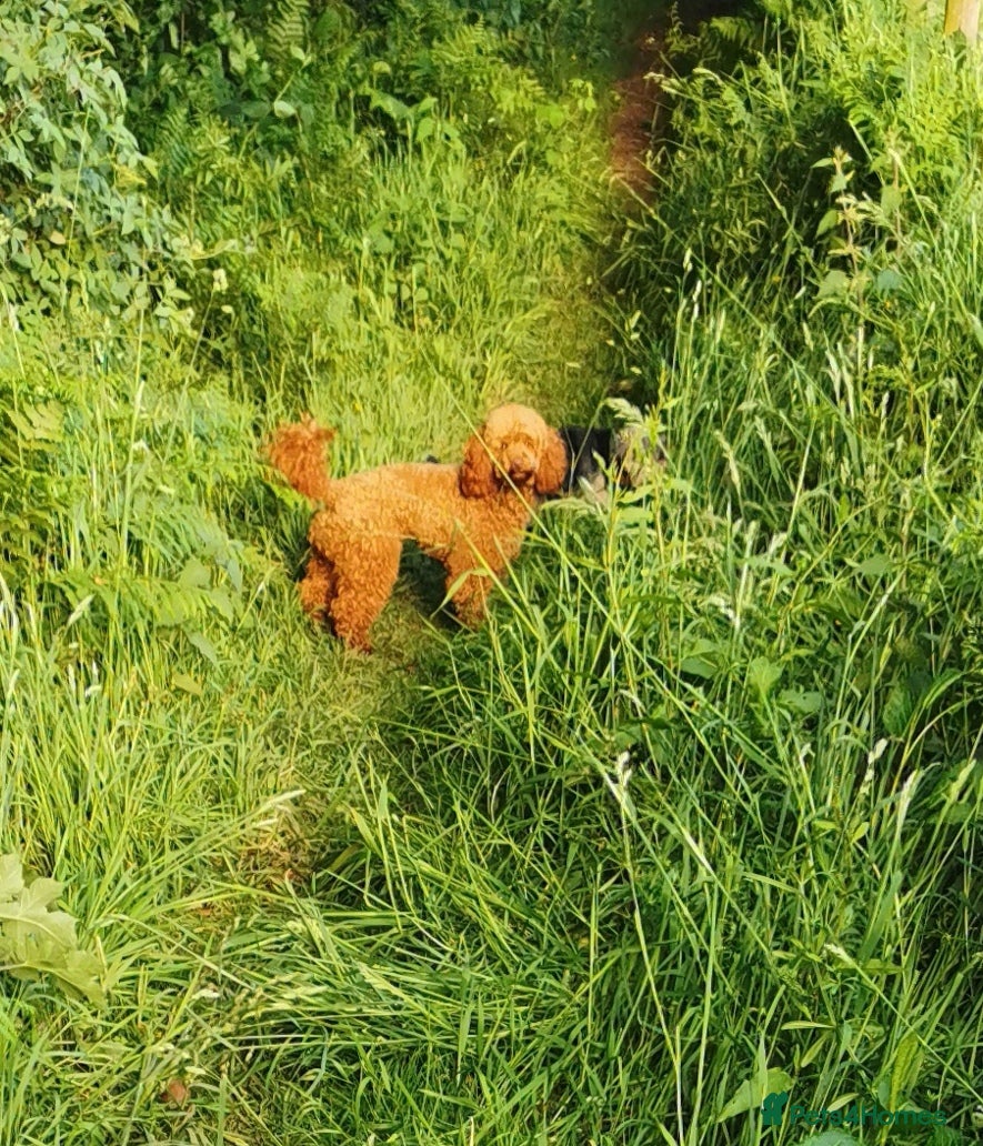 Toy Poodle dogs ☆Monty - KC Registered TOY POODLE ☆ - Advert 1