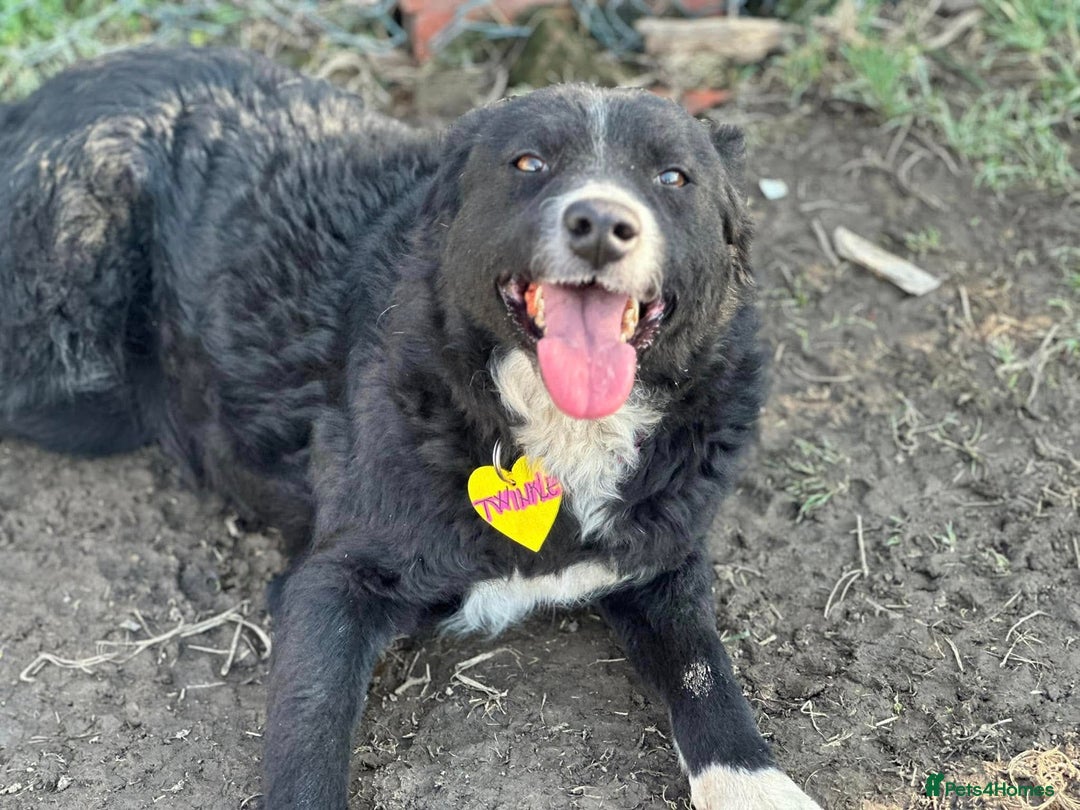 Mixed Breed dogs for sale:  🐾❤️ TWINKLE–YOUR DAILY DOSE OF JOY,  💖🐾 - Image 1