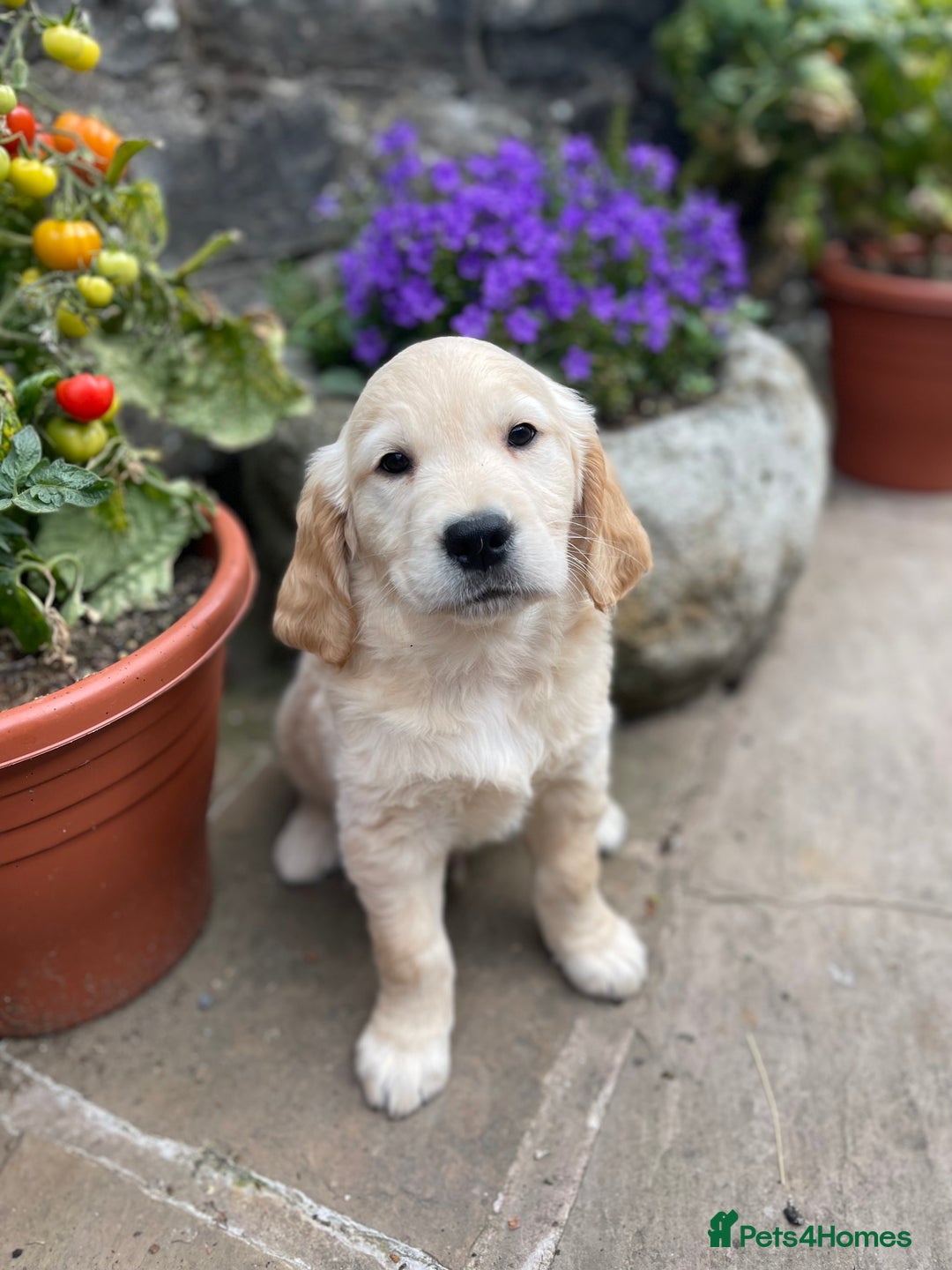 Golden Retriever dogs for sale: Beautiful litter of KC reg Golden Retriever pups  - Image 10
