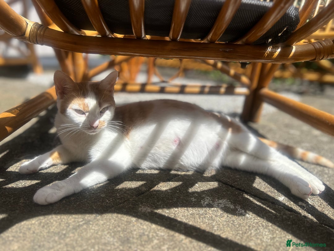 Mixed Breed cats for sale: Kittens for sale - Image 9