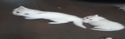 Ragdoll cats for sale: 3 Cute White half ragdolls for sale - Advert 3