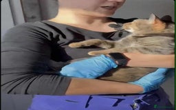 Mixed Breed cats for adoption: Beatrice - Dereham Norfolk  - Image 5