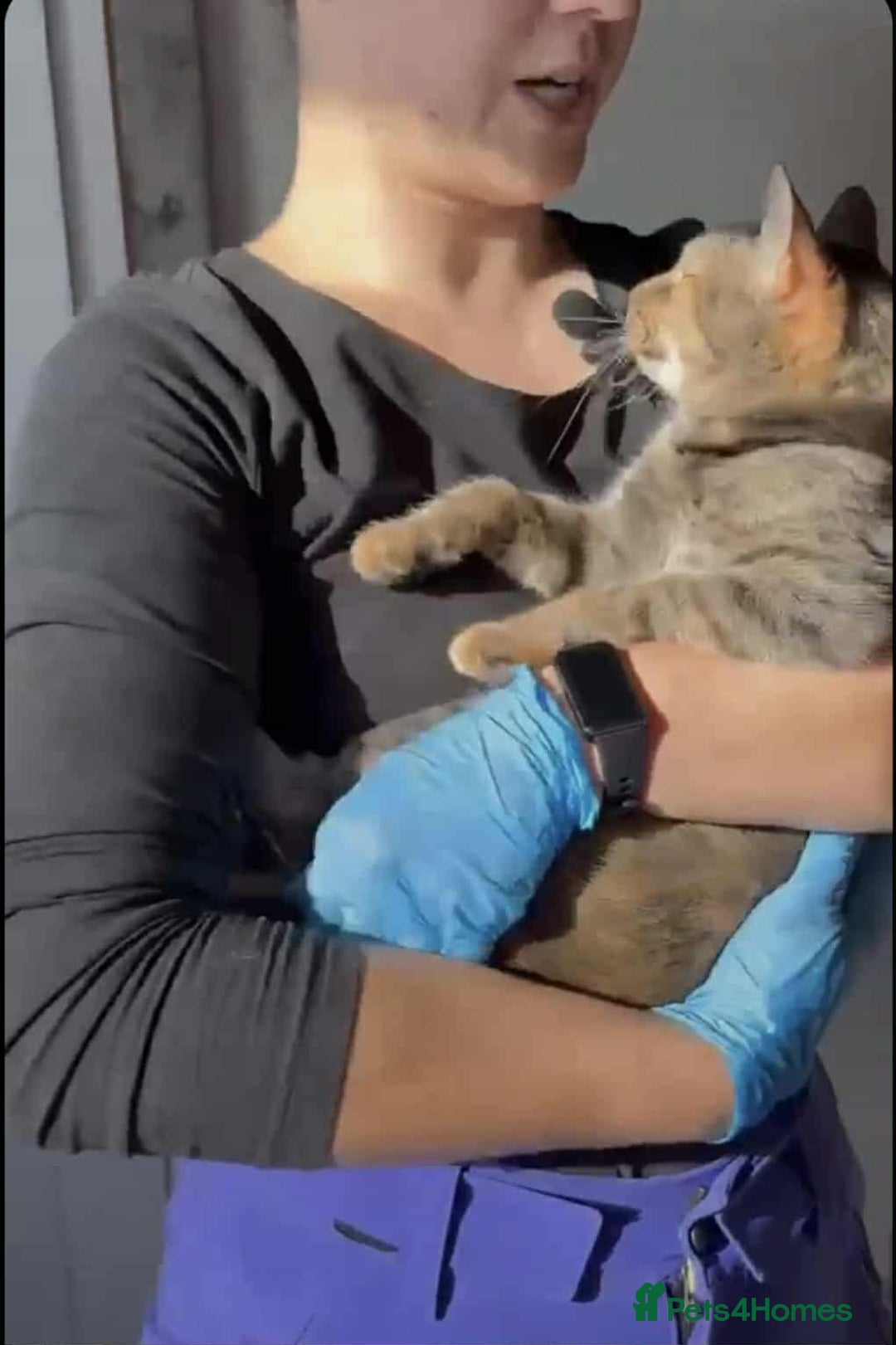 Mixed Breed cats for adoption: Beatrice - Dereham Norfolk  - Image 5