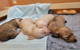 Miniature Dachshund dogs for sale: Beautiful cream KC mini long haired dachshunds  - Image 4