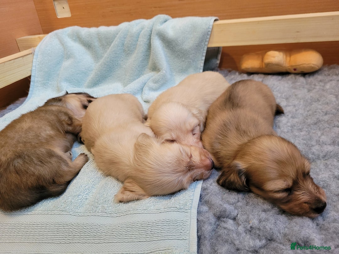 Miniature Dachshund dogs for sale: Beautiful cream KC mini long haired dachshunds  - Image 4