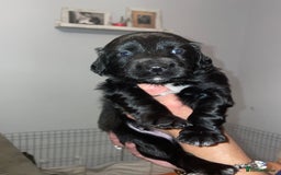 Mixed Breed dogs for sale: Sprollie Puppies  - Image 10