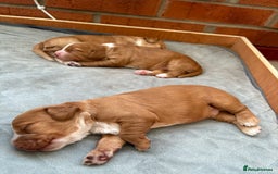 Cocker Spaniel dogs for sale: Cocker Spaniel Puppies  - Image 6