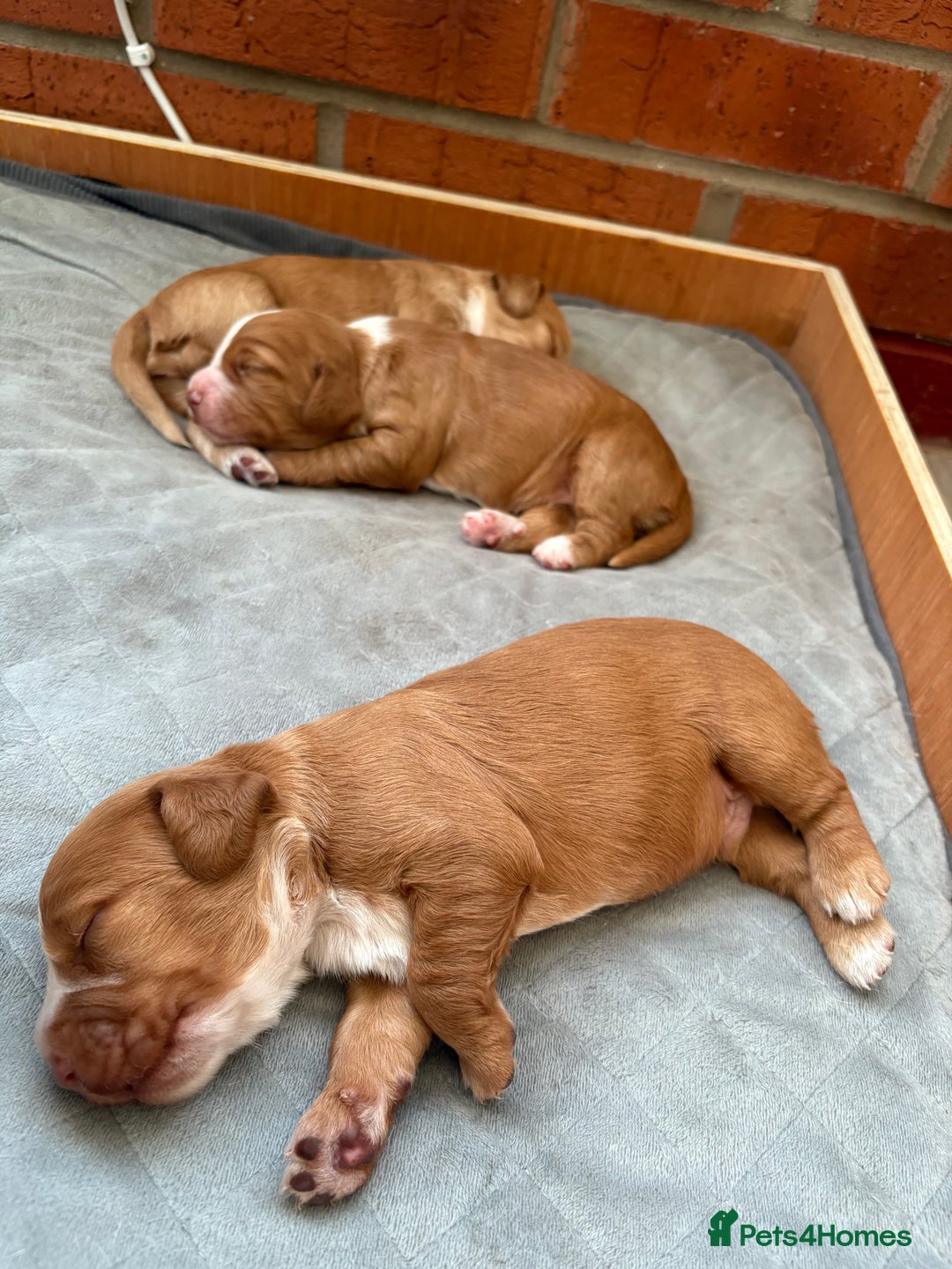 Cocker Spaniel dogs for sale: Cocker Spaniel Puppies  - Image 6