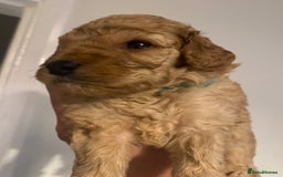 Cavapoo dogs for sale: Cavapoo puppy’s  - Image 11