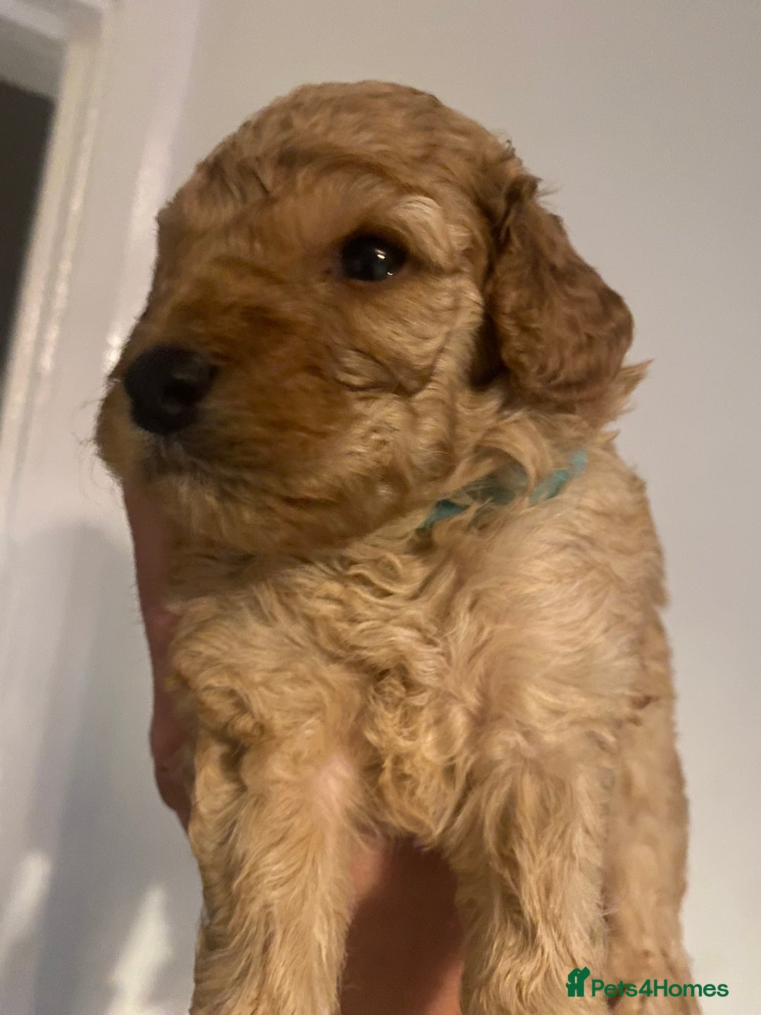 Cavapoo dogs for sale: Cavapoo puppy’s  - Image 11
