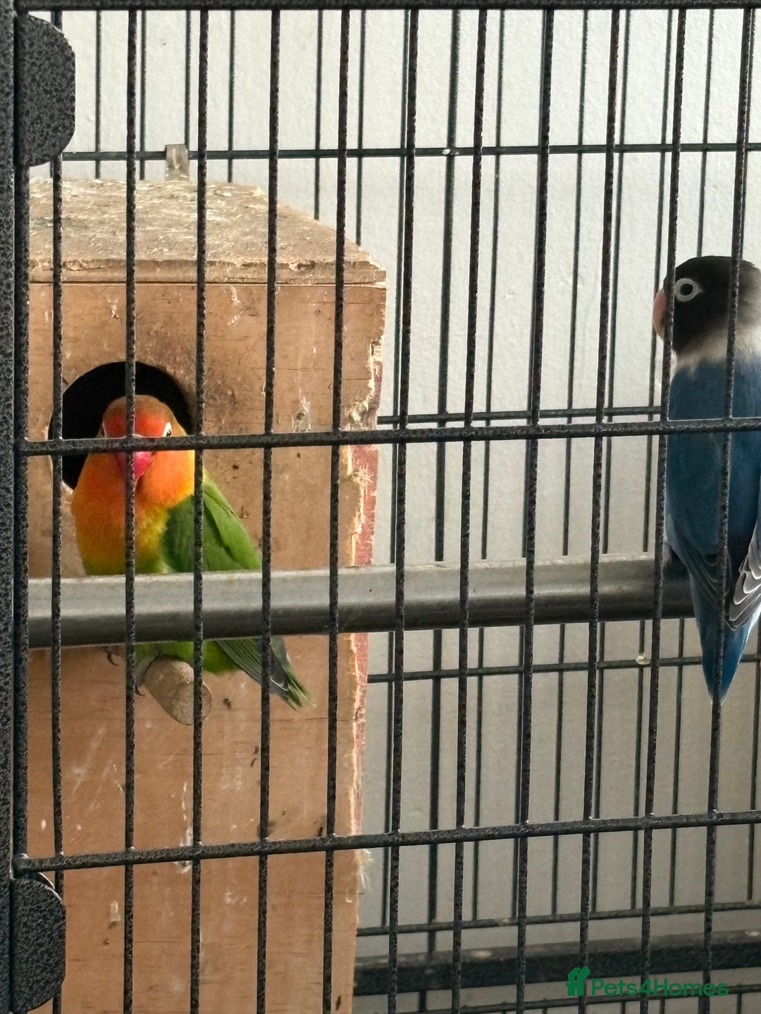 Lovebirds birds for sale: Beautiful and exotic Love bird for sale - Advert 3
