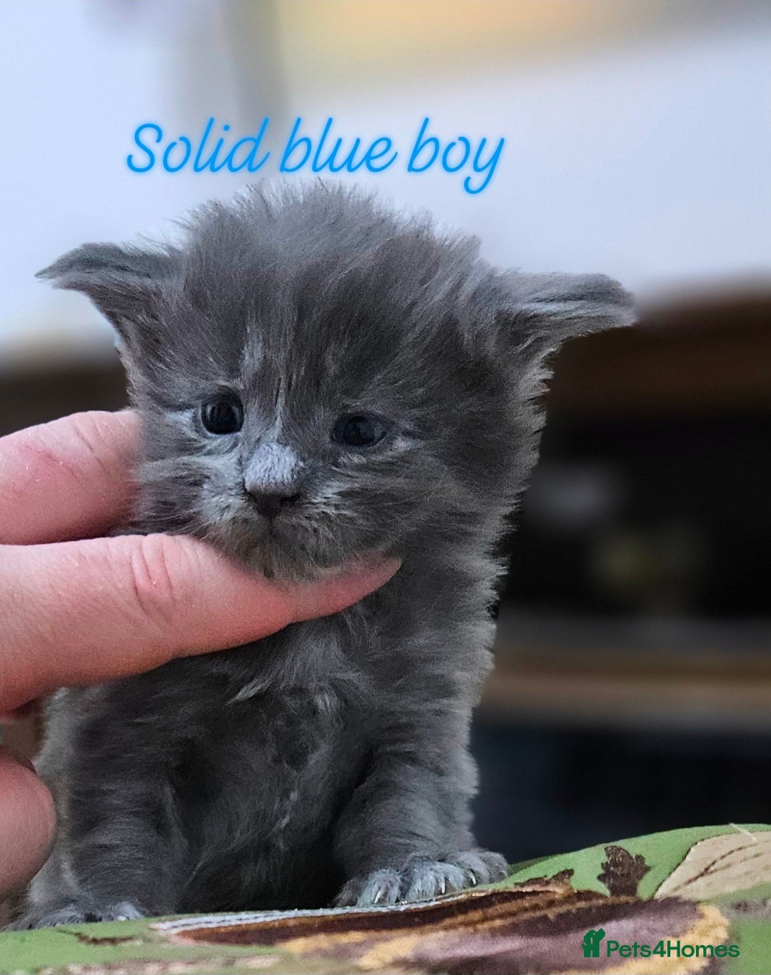 Maine Coon cats for sale: Giant Maine Coon  - Advert 29