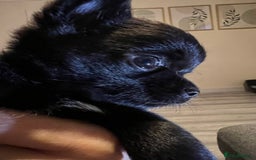 Chihuahua dogs for sale: Chihuahuas  - Image 4