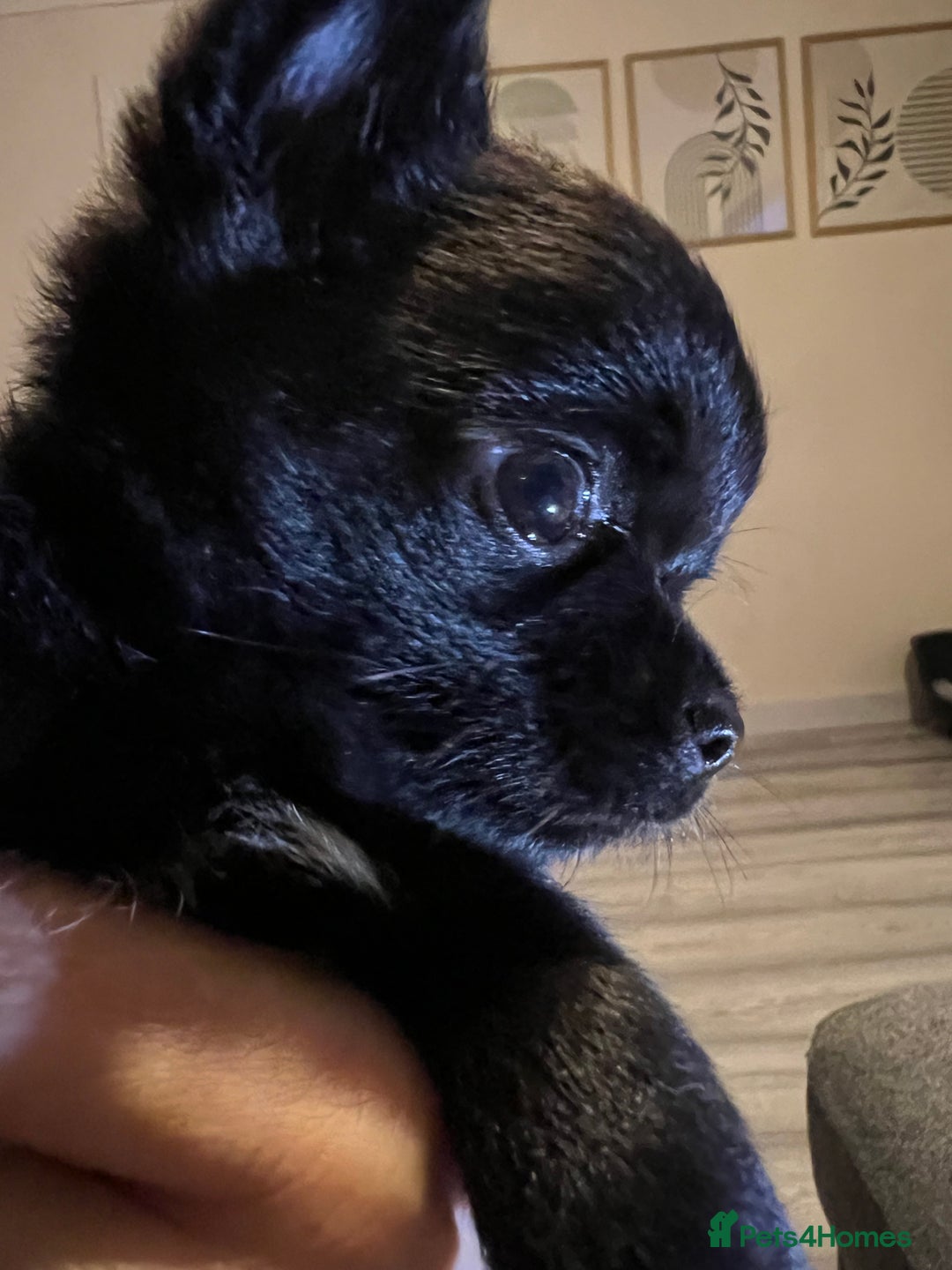 Chihuahua dogs for sale: Chihuahuas  - Image 4