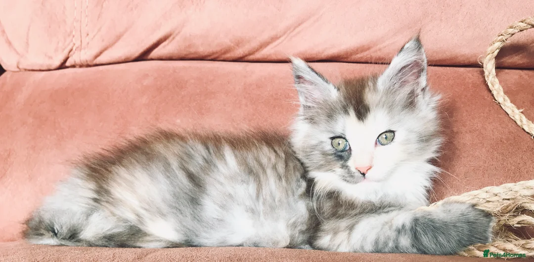 Maine Coon cats for sale: 6th Gen GCCF Pedigree Maine Coon Kitten - Advert 3
