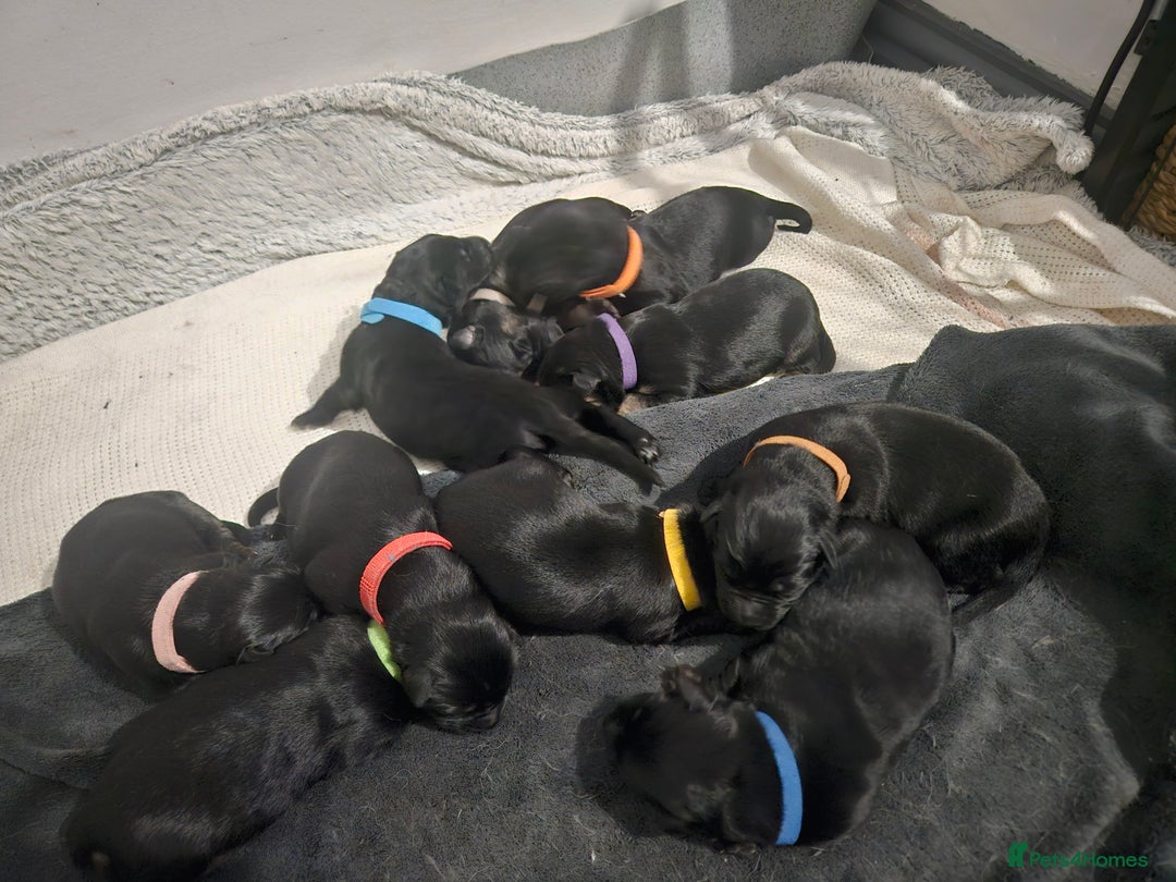 German Shepherd dogs for sale: Beautiful German Shepherd Pups for sale - Image 2