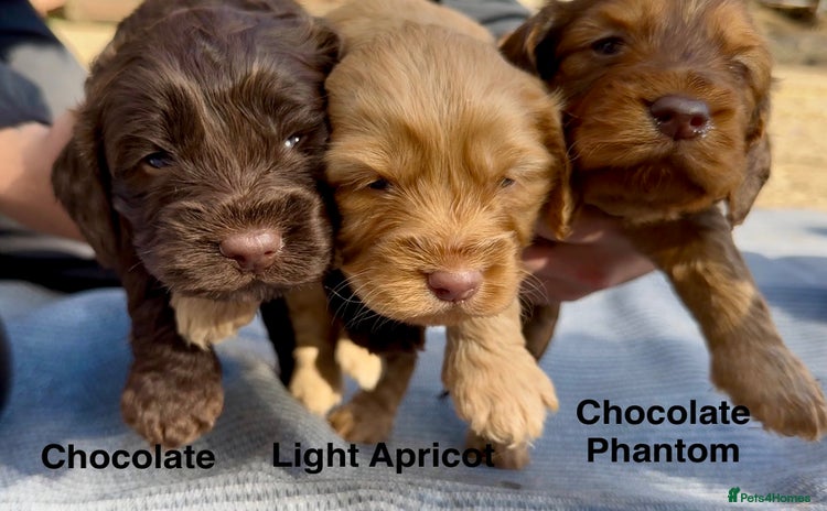 Cockapoo dogs - Advert 15
