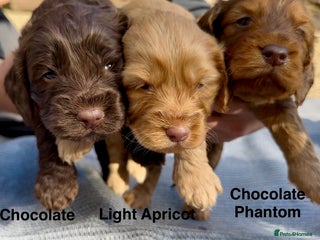 Cockapoo dogs - Advert 2