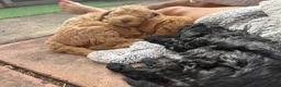 Labradoodle dogs for sale: Miniature labradoodle x toy poodle  - Advert 6