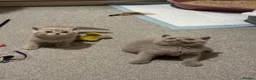 British Shorthair cats for sale: Show quality kittens BSH - Advert 11