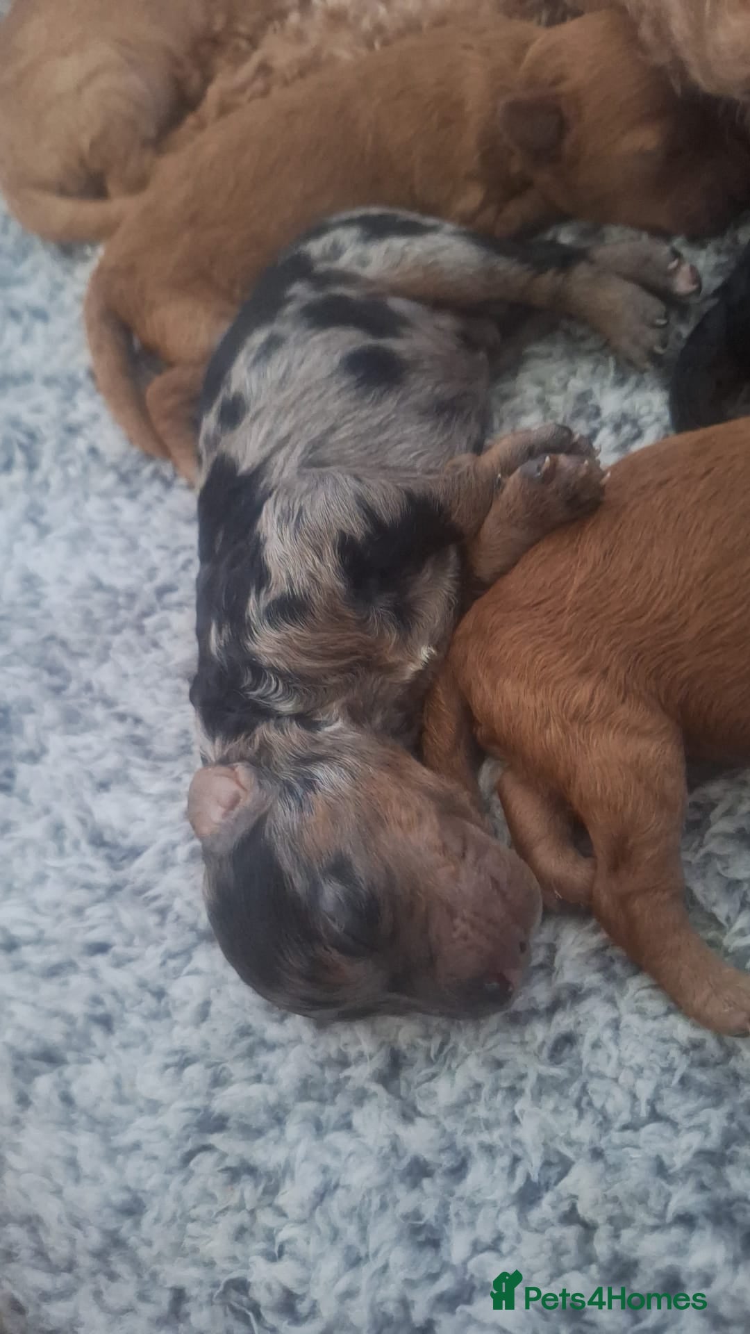 Miniature Poodle dogs for stud: 💥FOR STUD💥 CHOC MERLE PHANTOM MIN POODLE in Doncaster - Image 28