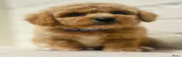 Cavapoochon dogs for sale: Exceptional Extensively health tested cavapoochon - Advert 36
