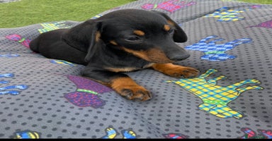 Dachshund dogs - Advert 10