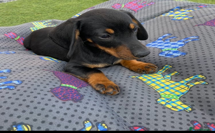 Dachshund dogs - Advert 1