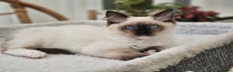 Ragdoll cats for sale: Purebred beautiful ragdoll kittens  - Advert 3