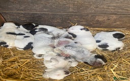 Cocker Spaniel dogs for sale: Beautiful cocker puppies - Image 14