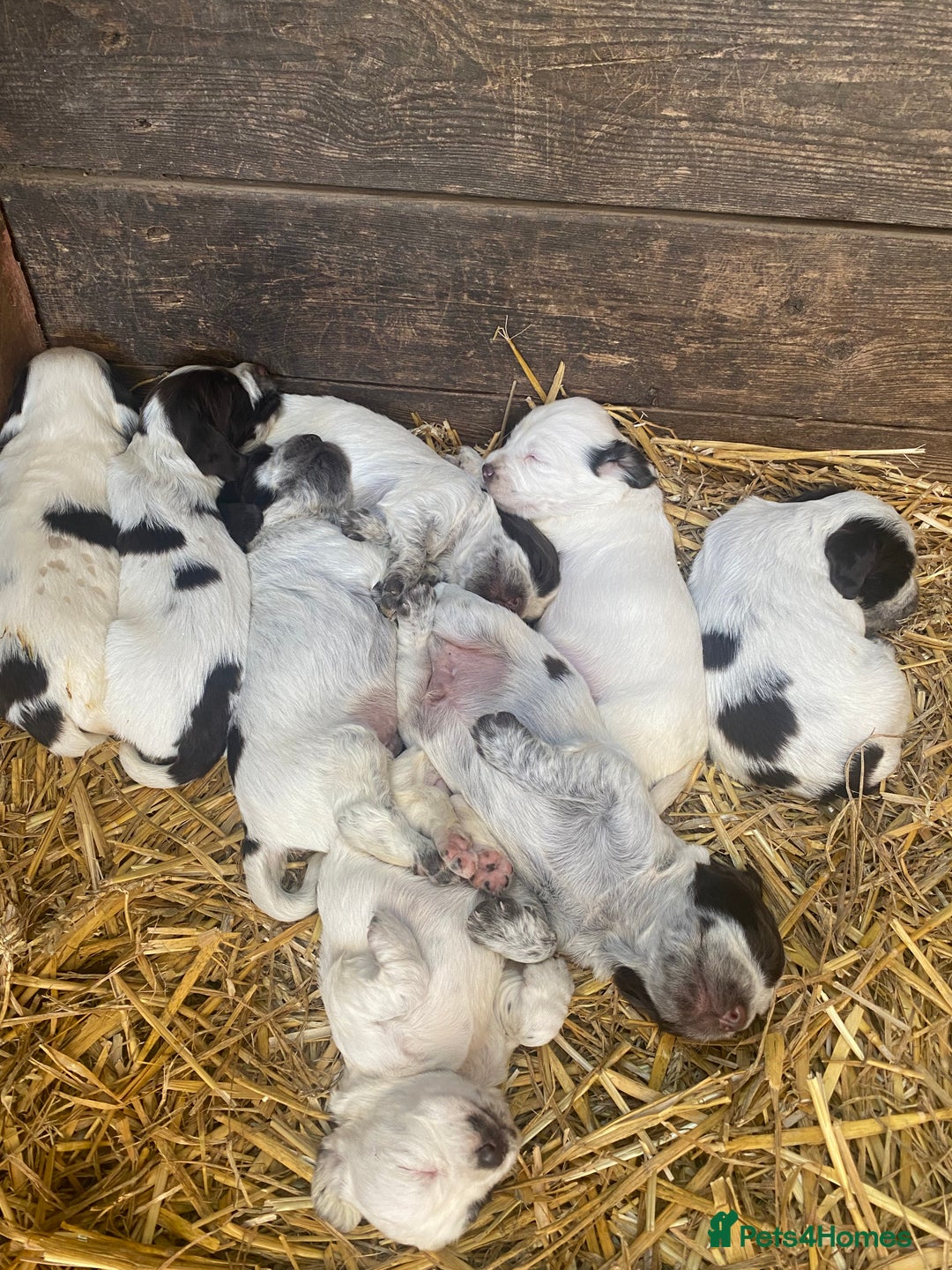 Cocker Spaniel dogs for sale: Beautiful cocker puppies - Image 14
