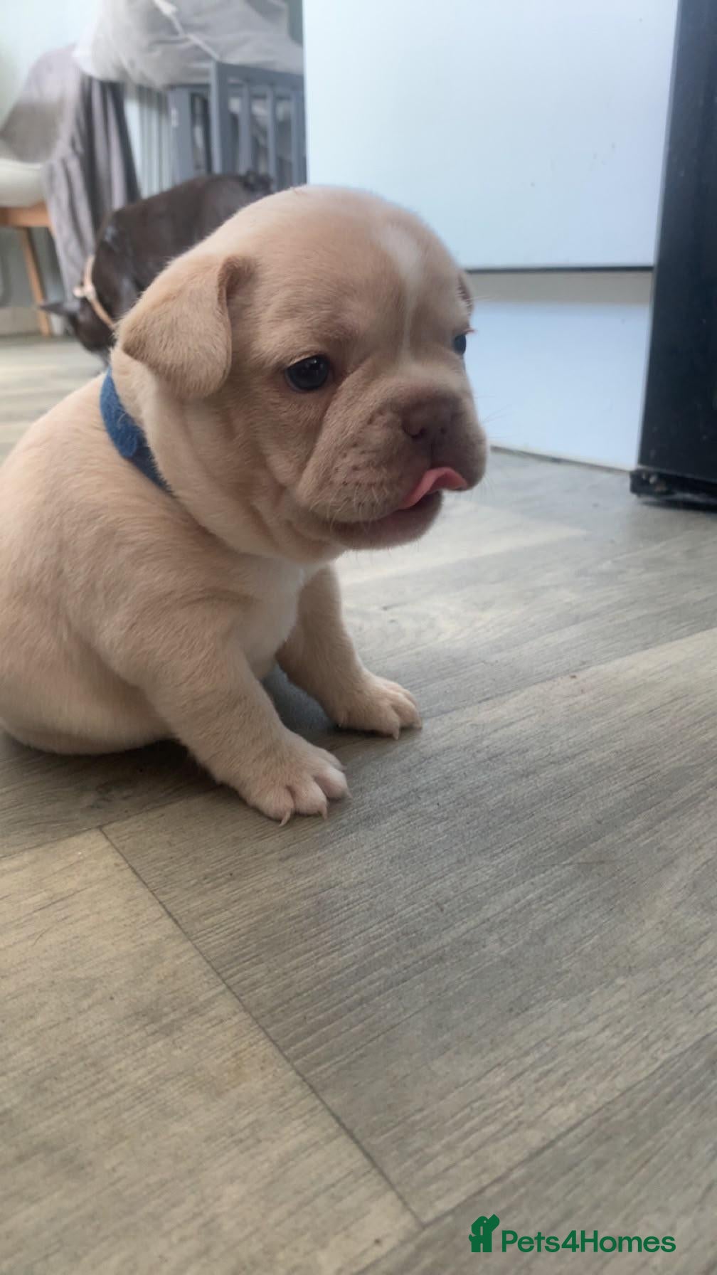 French Bulldog dogs French bulldog puppies, grey, cream and white - Advert 7