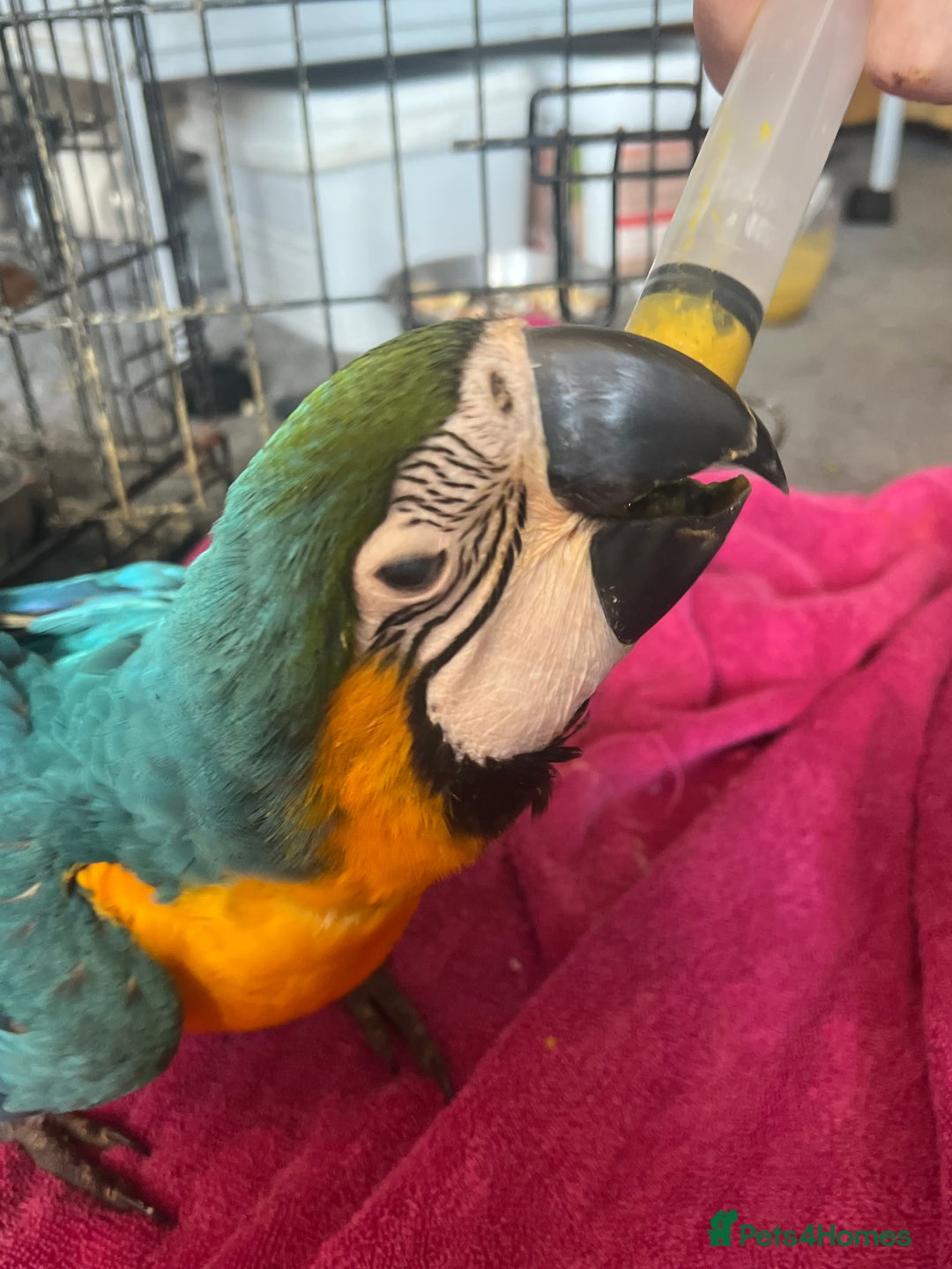 Macaws birds for sale: Hand reared blue & gold Macaw Chick - Image 21