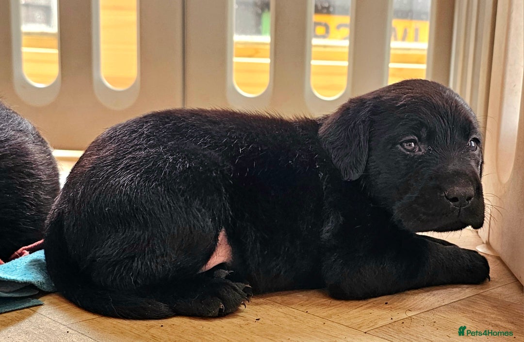 Labrador Retriever dogs for sale: 7 STUNNING BLACK LABRADOR PUPPIES - Image 13