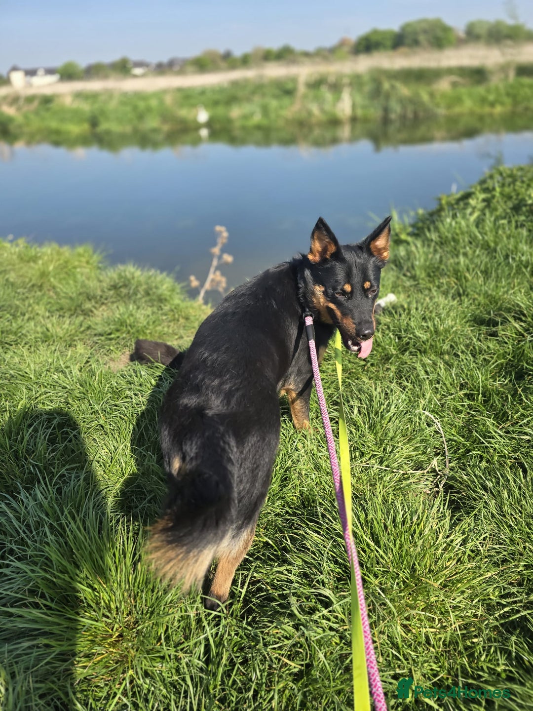 Mixed Breed dogs for sale: Border collie X German shepard female - Image 4
