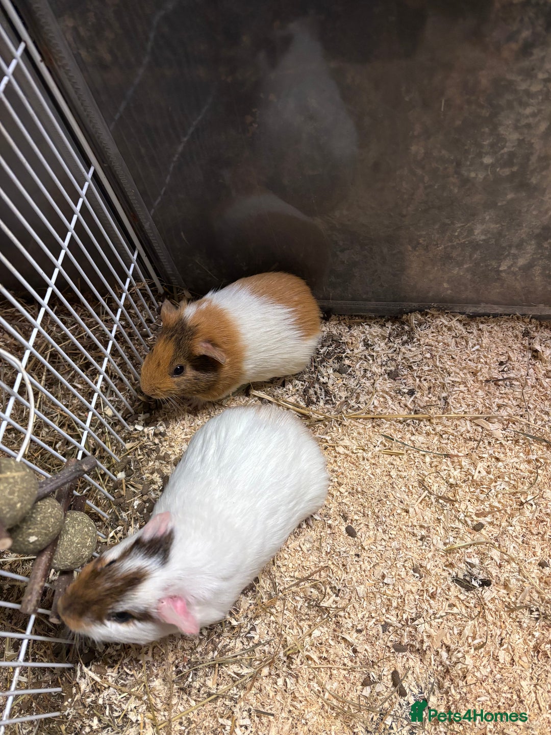 Guinea Pig rodents for sale: Beautiful baby male guinea pigs  - Advert 10