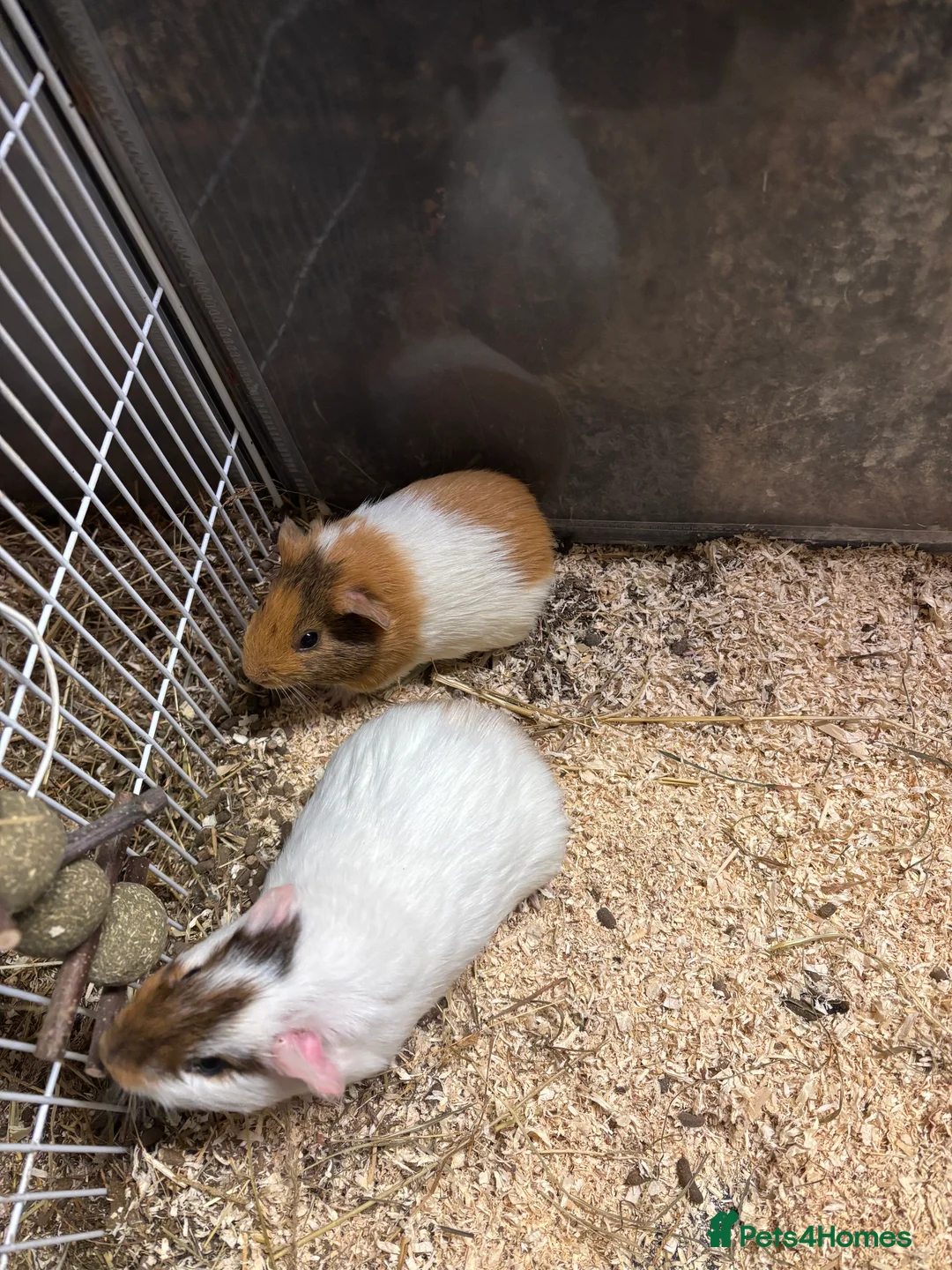 Guinea Pig rodents for sale: Beautiful baby male guinea pigs  - Advert 10