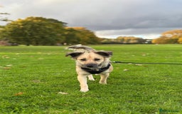 Mixed Breed dogs for adoption: Sasha is looking for a  home of her own  - Advert 4