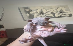 Sphynx cats for sale: Sphynk - Image 11
