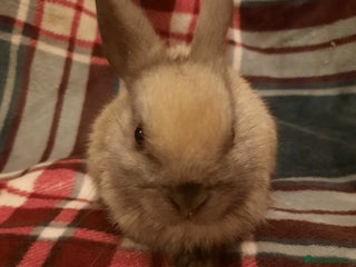 Netherland Dwarf rabbits Five Litters Of Netherland Dwarf Babies - Advert 16