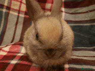 Netherland Dwarf rabbits Five Litters Of Netherland Dwarf Babies - Advert 4