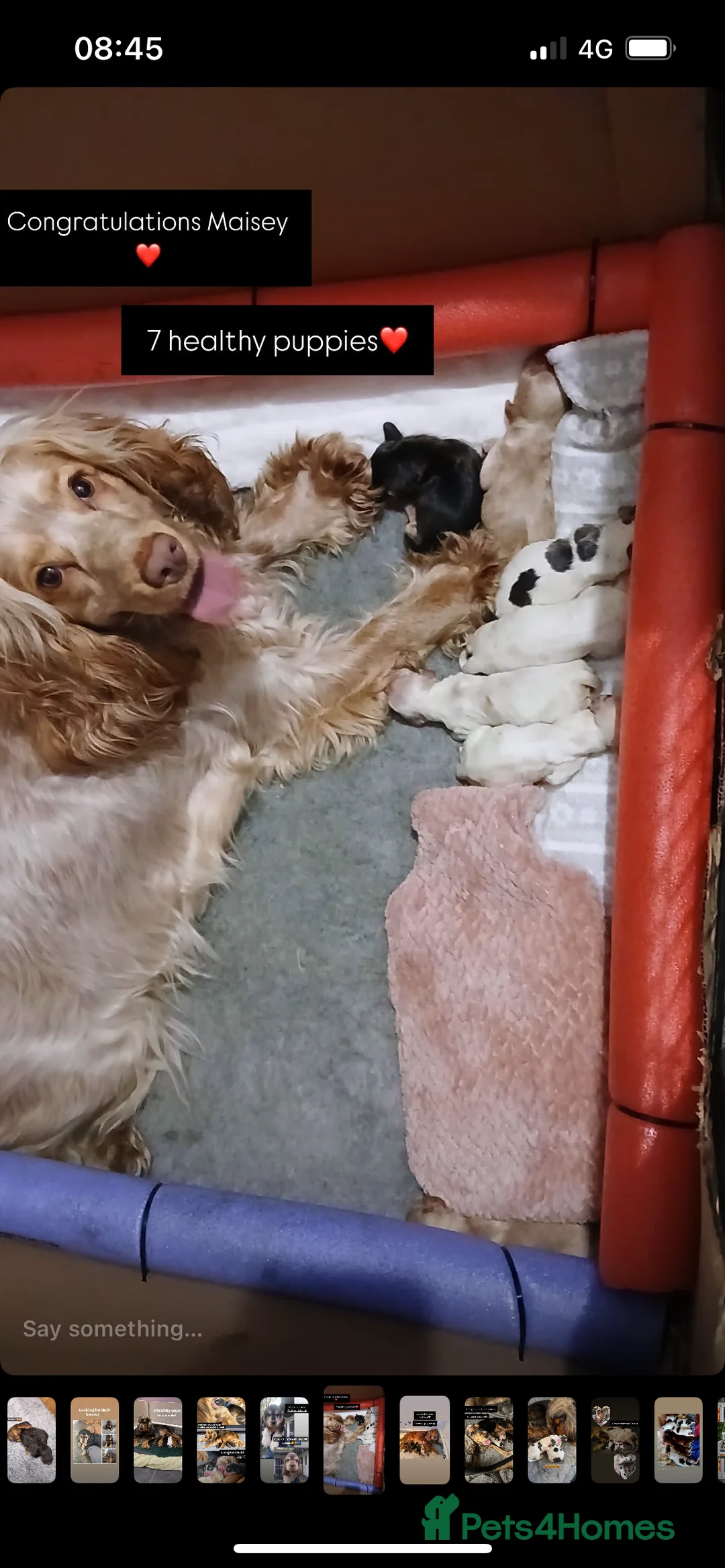 Cocker Spaniel dogs for stud: KC Reg SABLE HEALTH TESTED COCKER SPANIEL - STUD in Bishop's Stortford - Advert 10