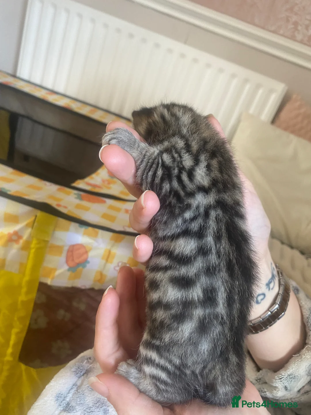 Mixed Breed cats for sale: F4 Savannah # BritishShorthair 🦁 (Britishblue)🌈 - Advert 13