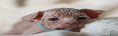 Sphynx Kitten 3