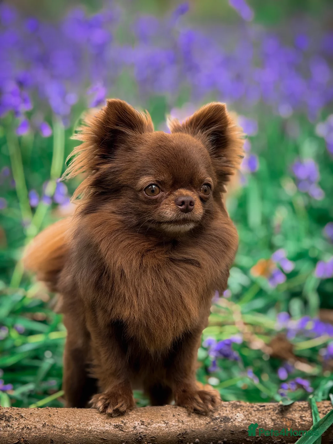 Chihuahua dogs for stud: ❤️ KC REG EXTENSIVELY HEALTH TESTED STUD ❤️ in London - Advert 5