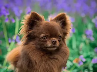 Chihuahua dogs 1.7KG KC REG HEALTH TESTED STUD - Advert 1