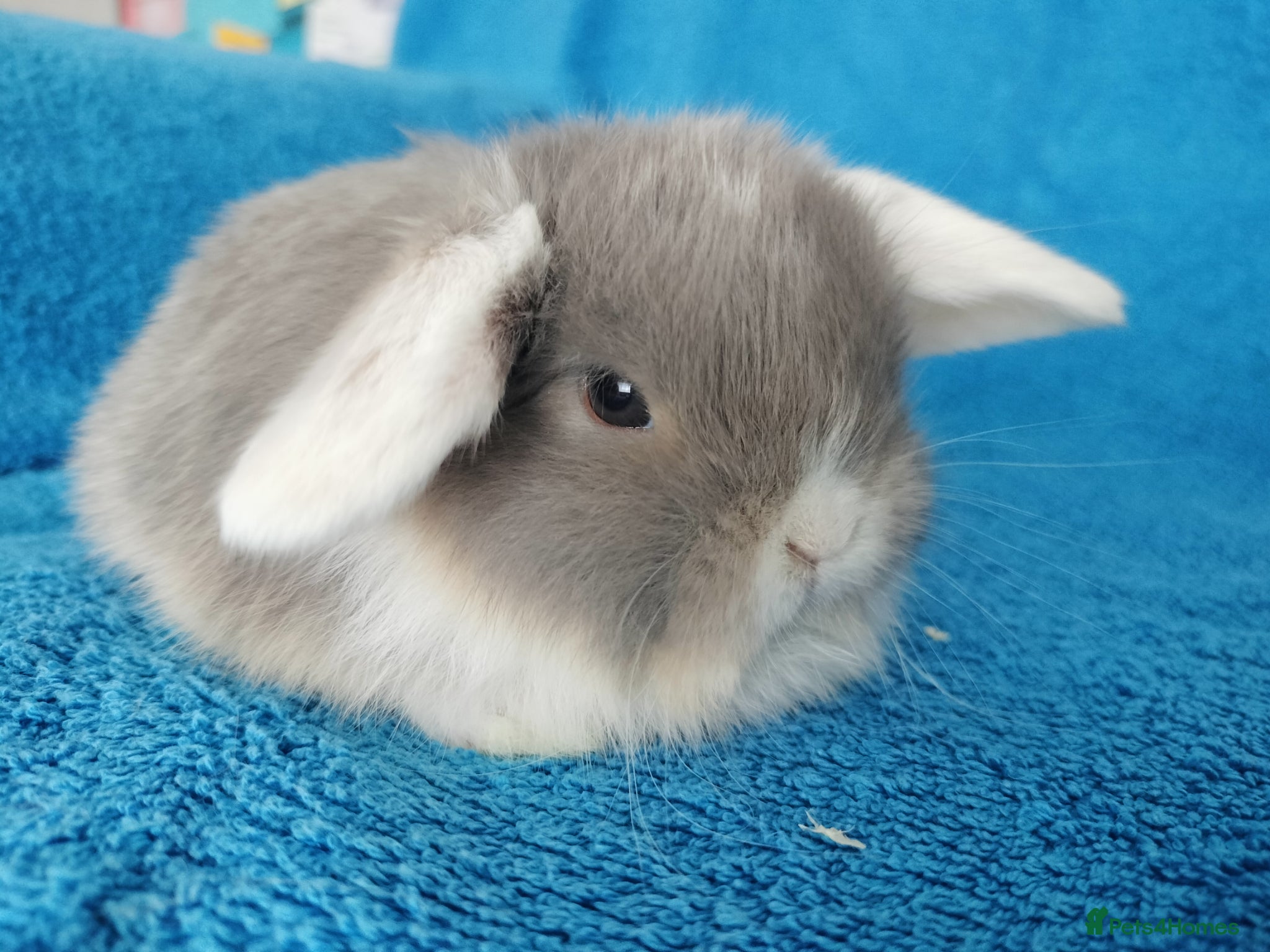 Mini Lop rabbits Baby mini lops for sale  - Advert 18