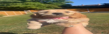 Cockapoo 5