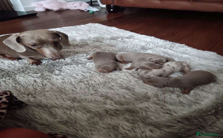 Miniature Dachshund dogs - Advert 14